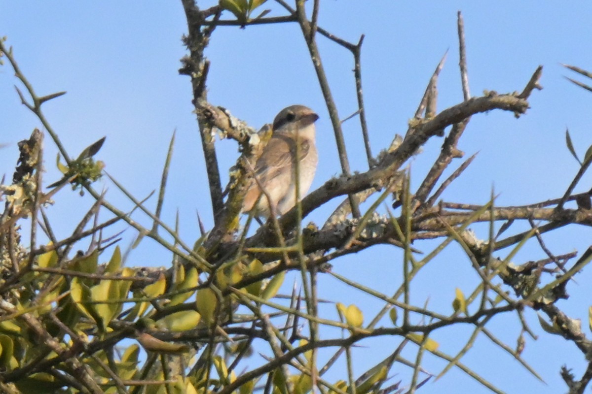 Isabellwürger - ML646570832