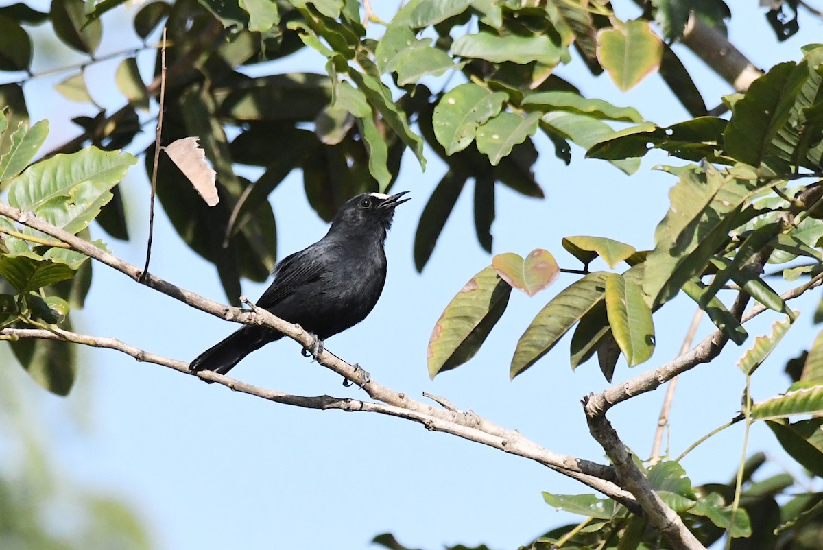 White-fronted Black-Chat - ML646570833