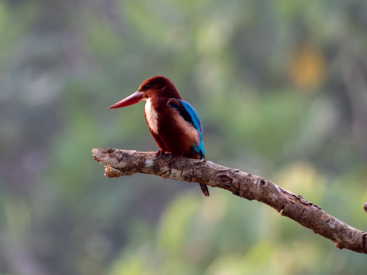 Martin-chasseur de Smyrne - ML646570834