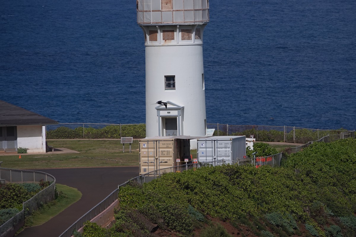 פריגט גדול - ML646570836