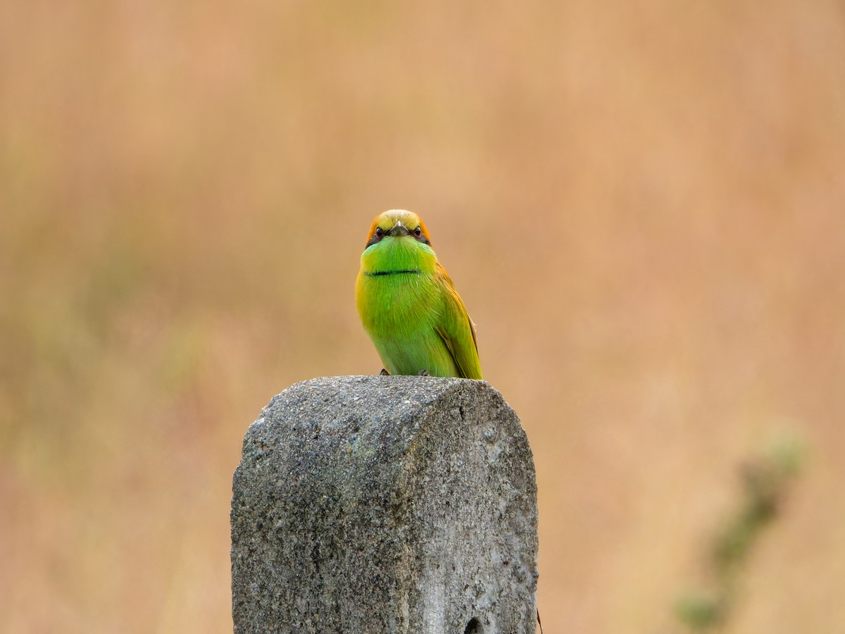 Guêpier d'Orient - ML646570837