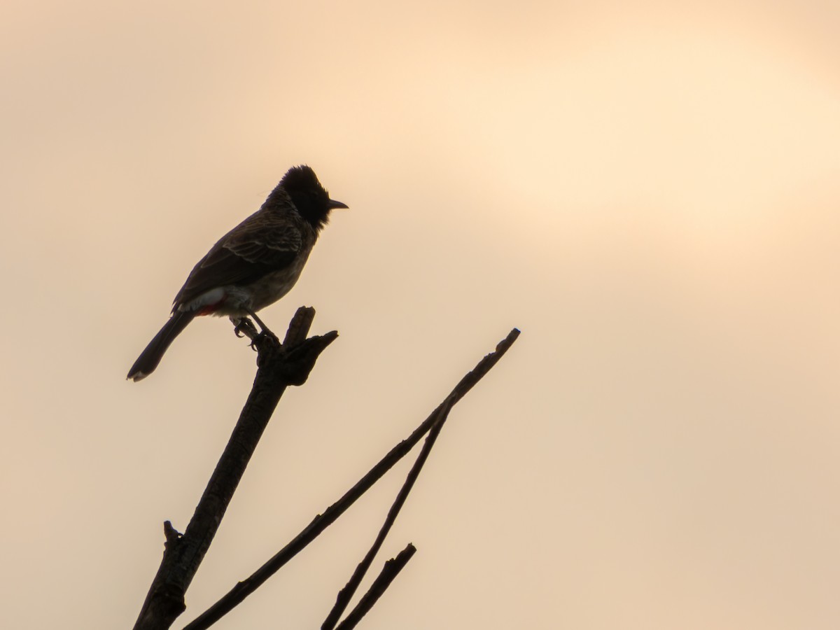 Bulbul à ventre rouge - ML646570841