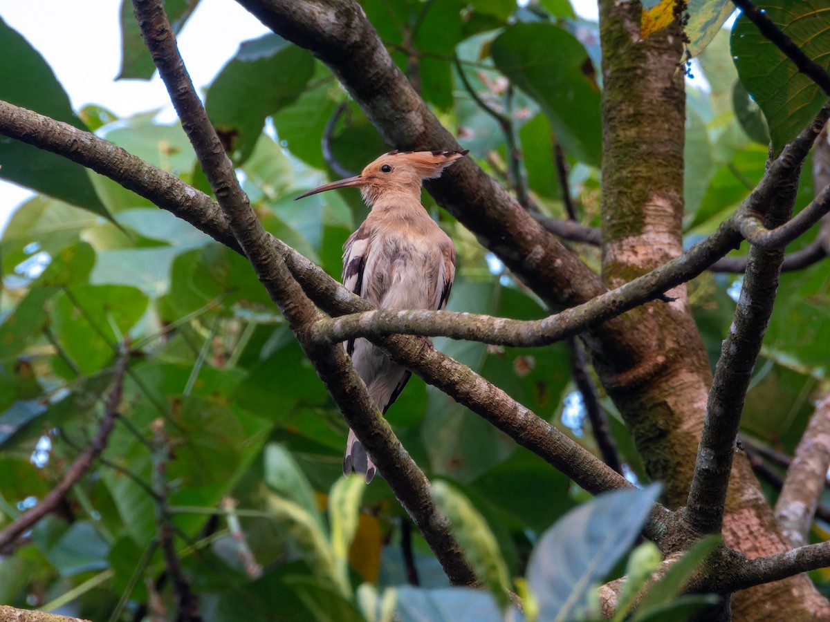 Huppe fasciée - ML646570849