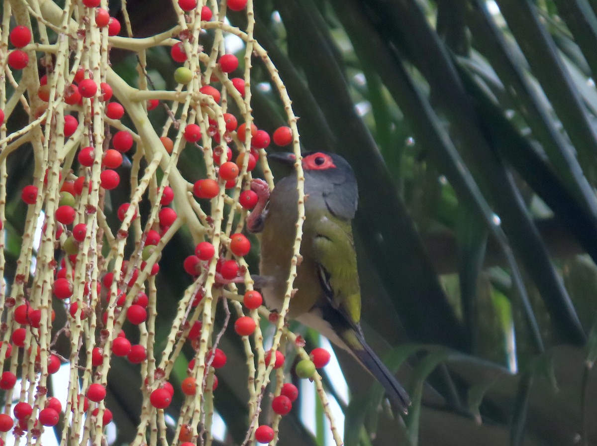 Australasian Figbird - ML646570851