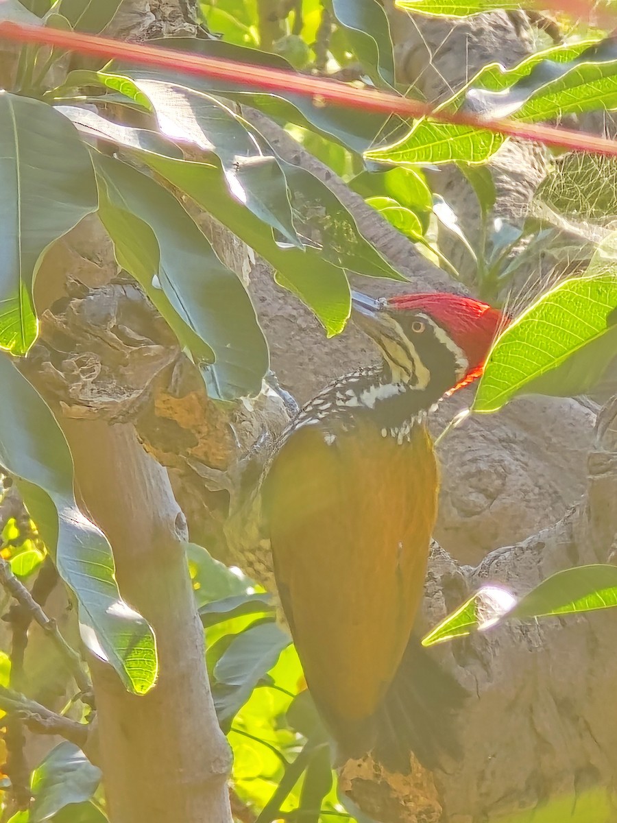 datel zlatopláštíkový - ML646570853