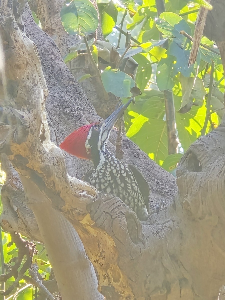 datel zlatopláštíkový - ML646570854