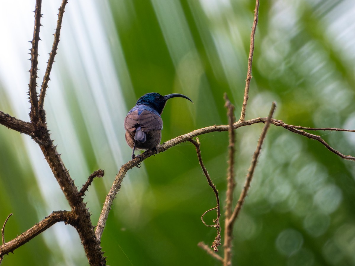 Souimanga de Loten - ML646570855