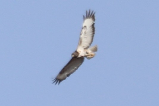 Jackal Buzzard - ML646570857