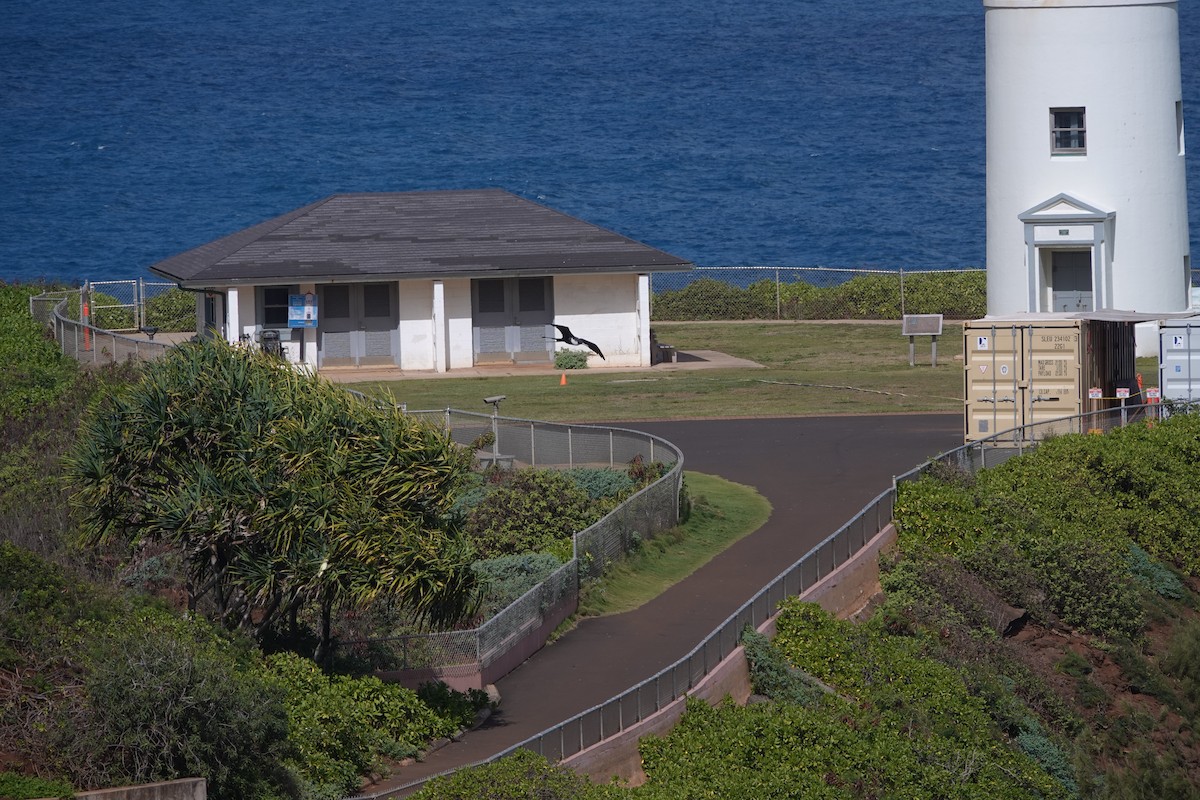 פריגט גדול - ML646570858