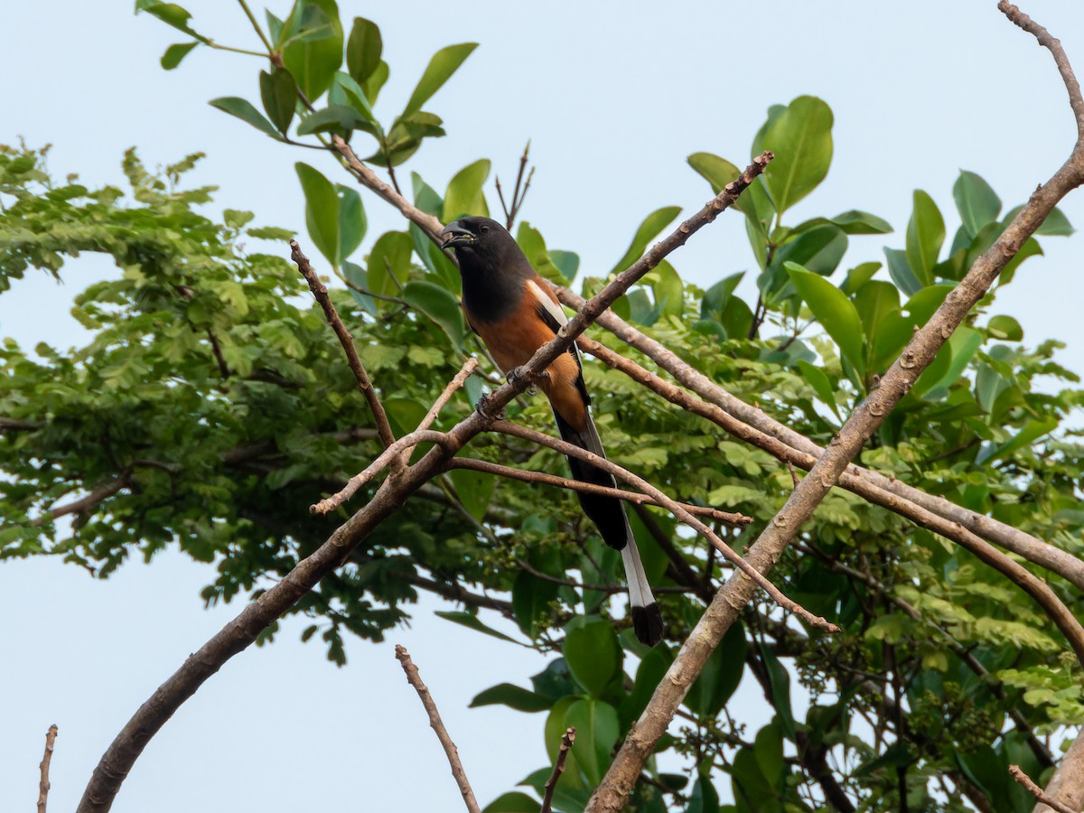 Témia vagabonde - ML646570860