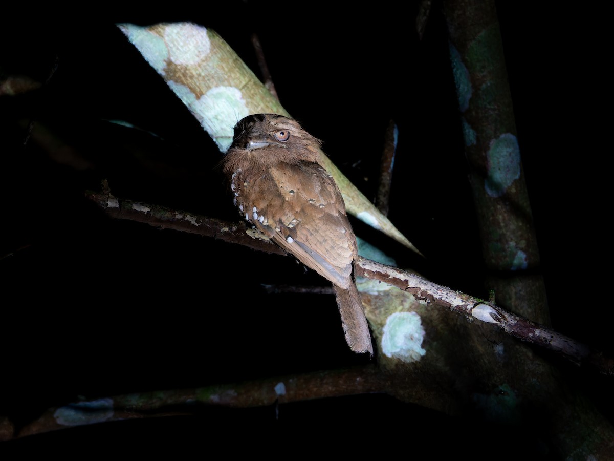 Podarge de Ceylan - ML646570864