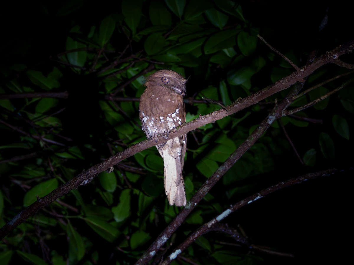 Podarge de Ceylan - ML646570865