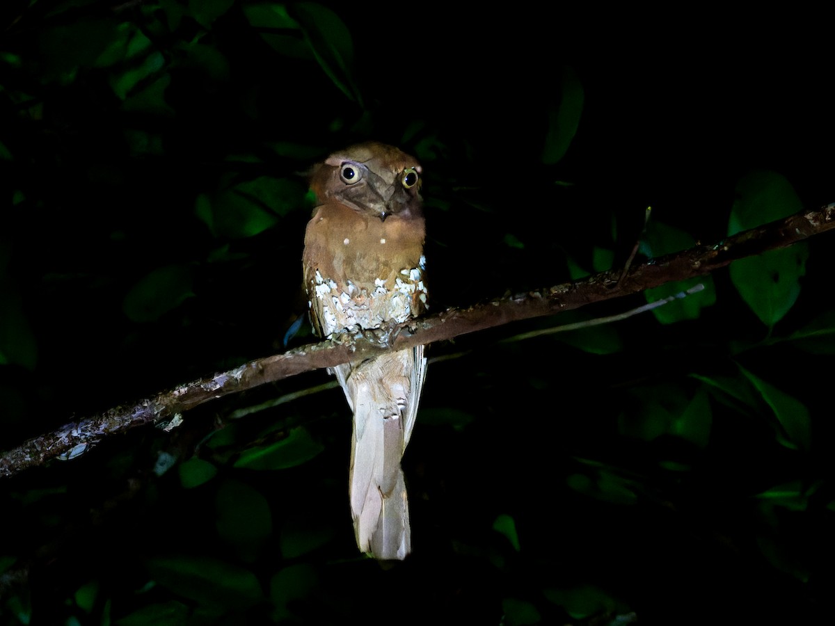 Podarge de Ceylan - ML646570866