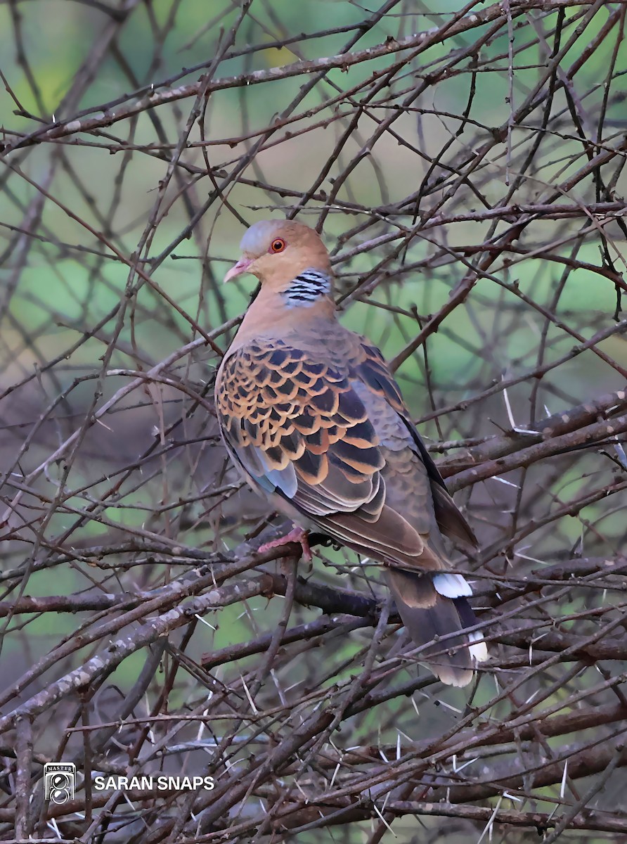 Oriental Turtle-Dove - ML646570870
