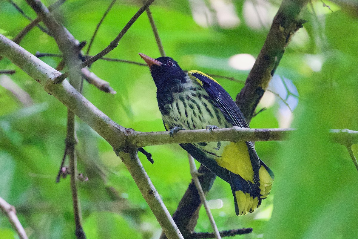 Ventriloquial Oriole - ML646570876