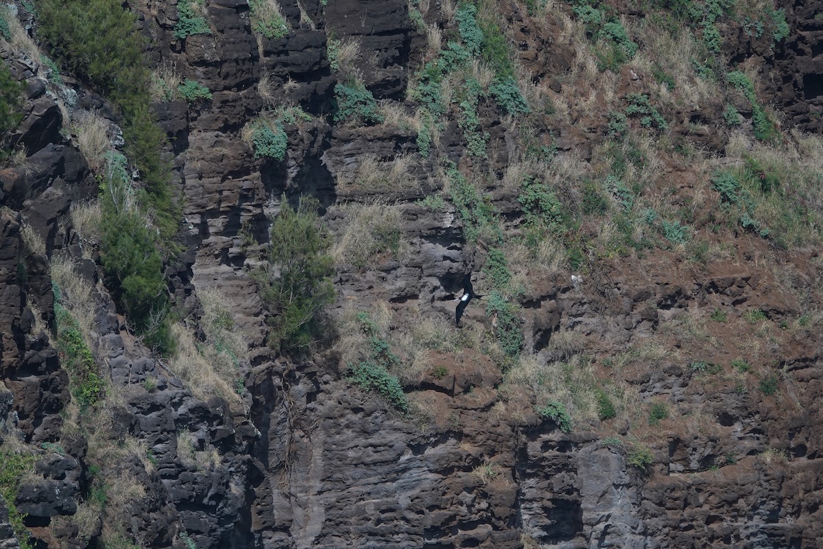 Большой фрегат - ML646570877