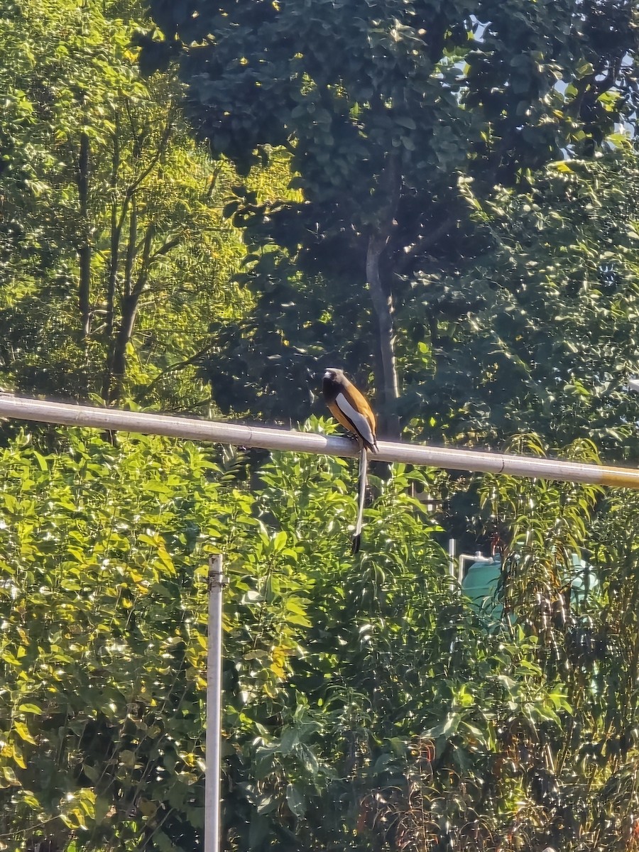 Рыжая китта - ML646570879