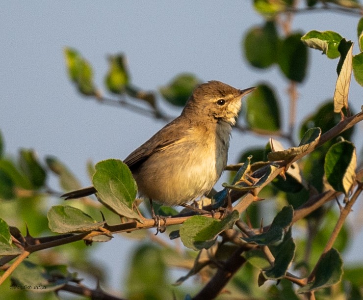 Садовая камышевка - ML646570881