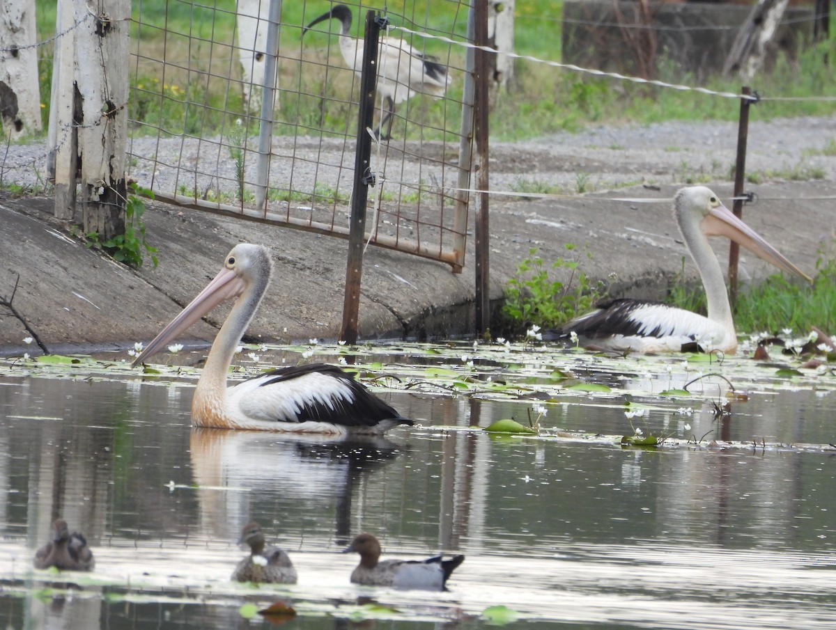 Австралийский пеликан - ML646570884