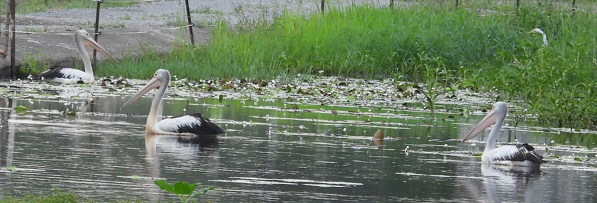 Австралийский пеликан - ML646570885