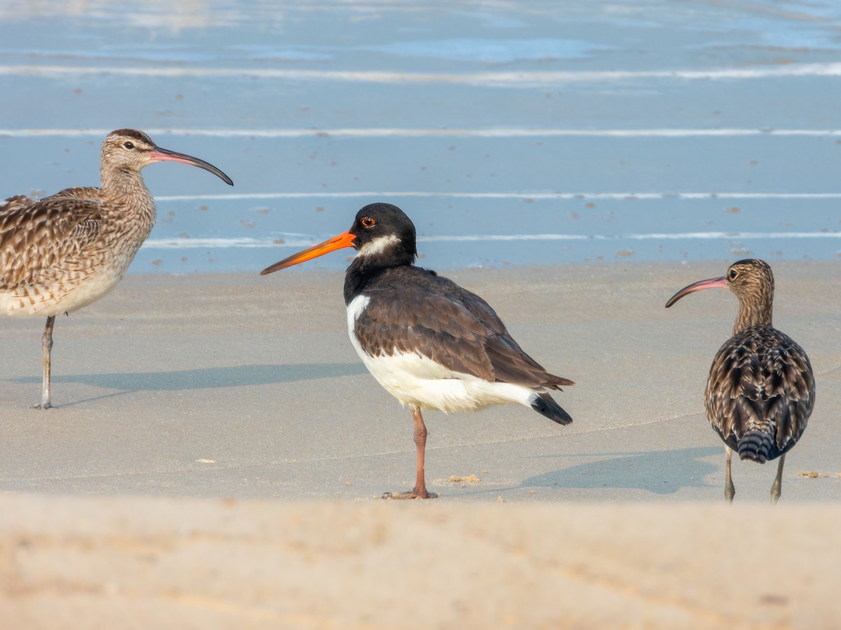 Кулик-сорока - ML646570889