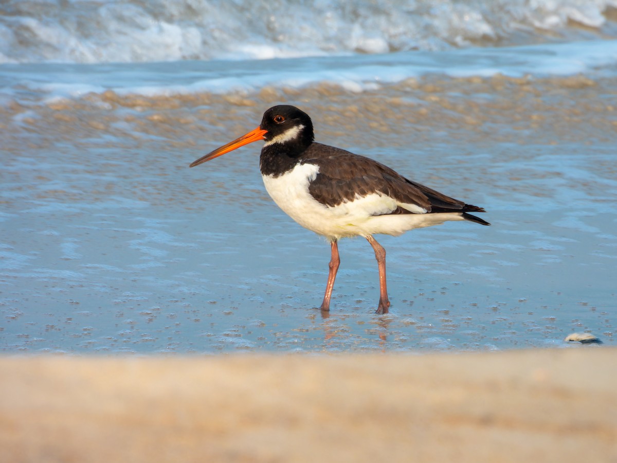 Кулик-сорока - ML646570890