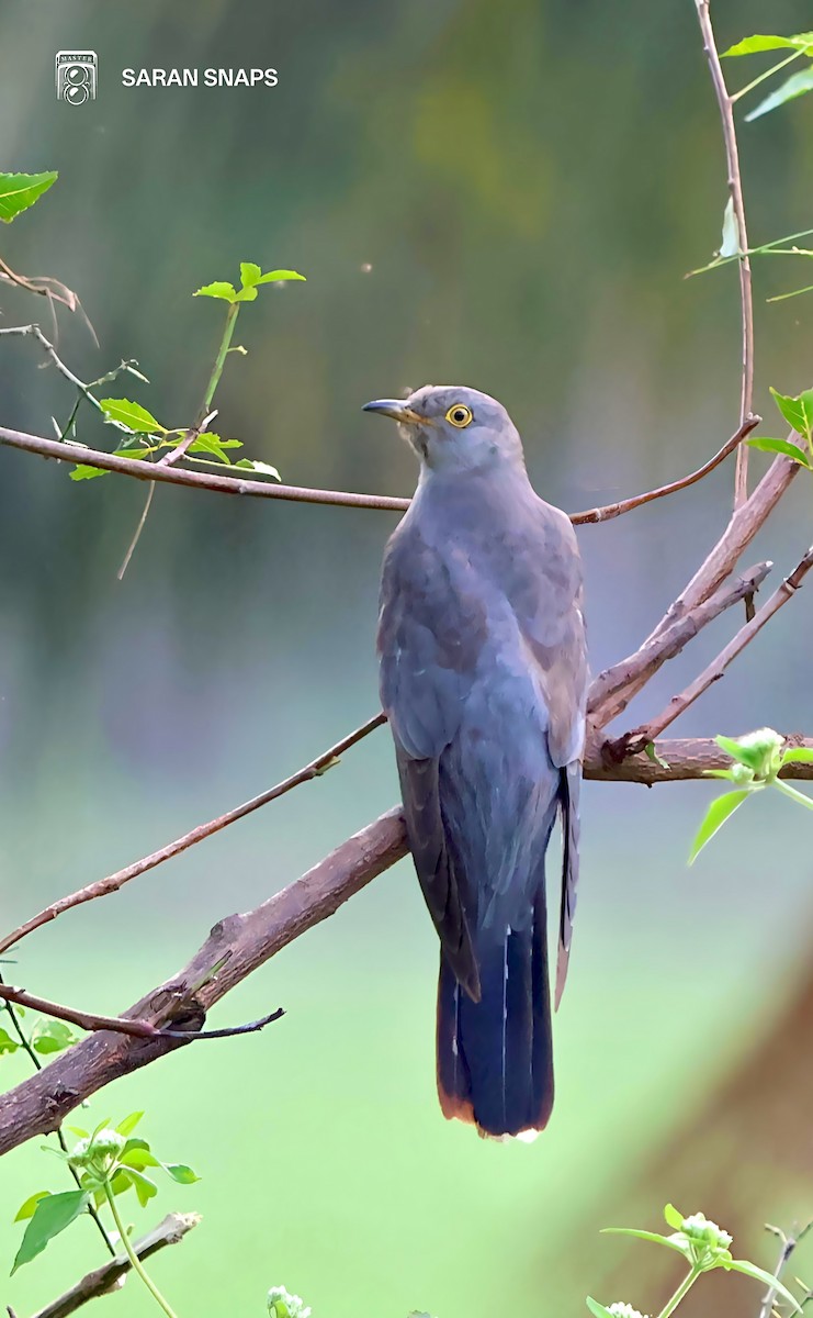 Кукушка - ML646570891