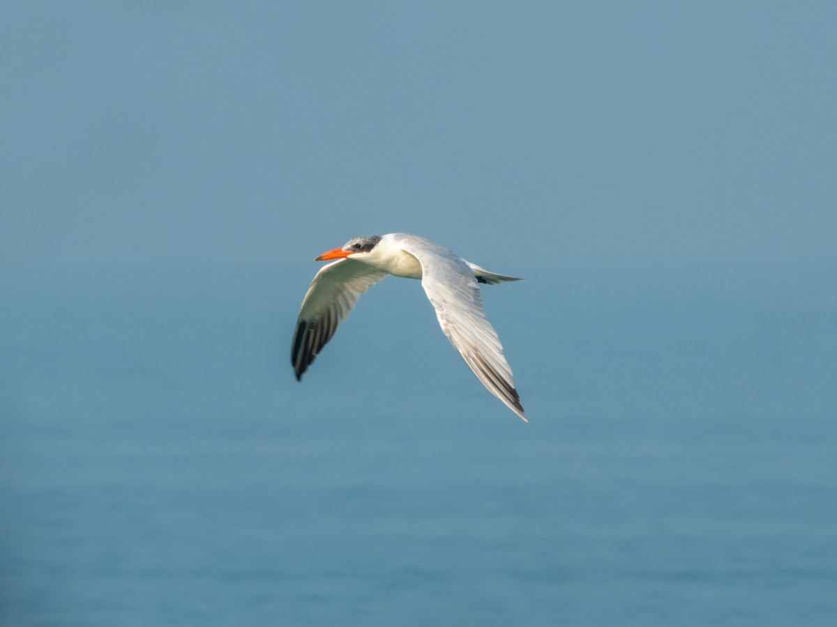 Чеграва - ML646570894