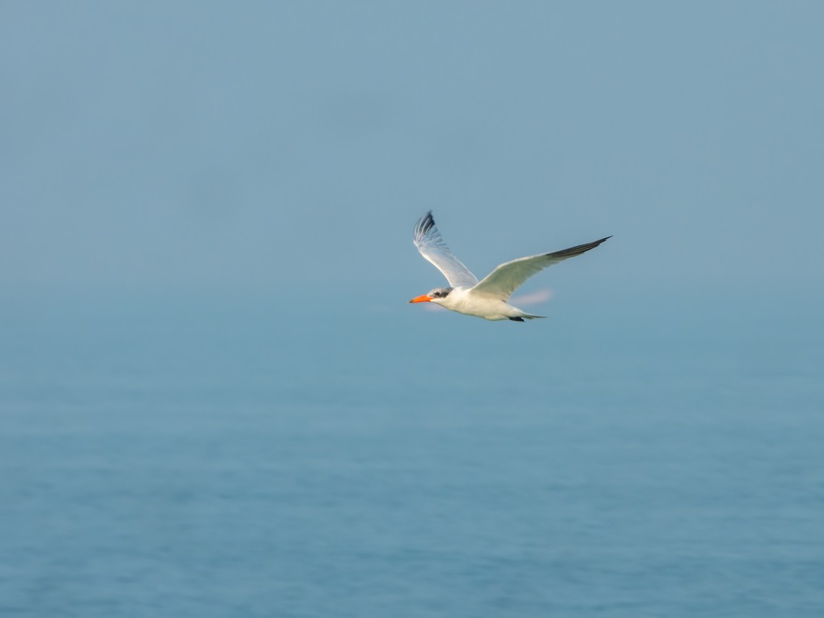 Чеграва - ML646570895