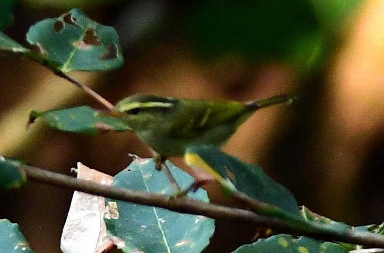 Чернобровая пеночка - ML646570896