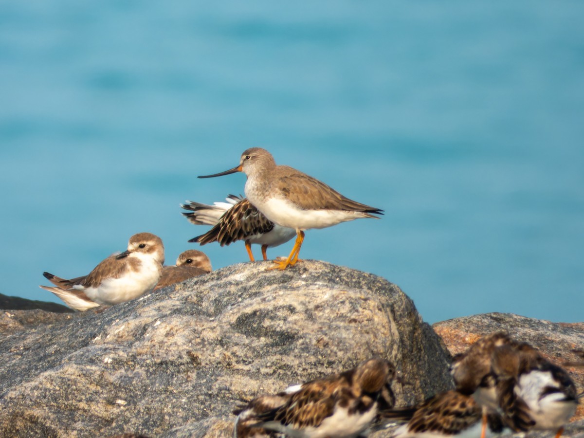 Мородунка - ML646570898