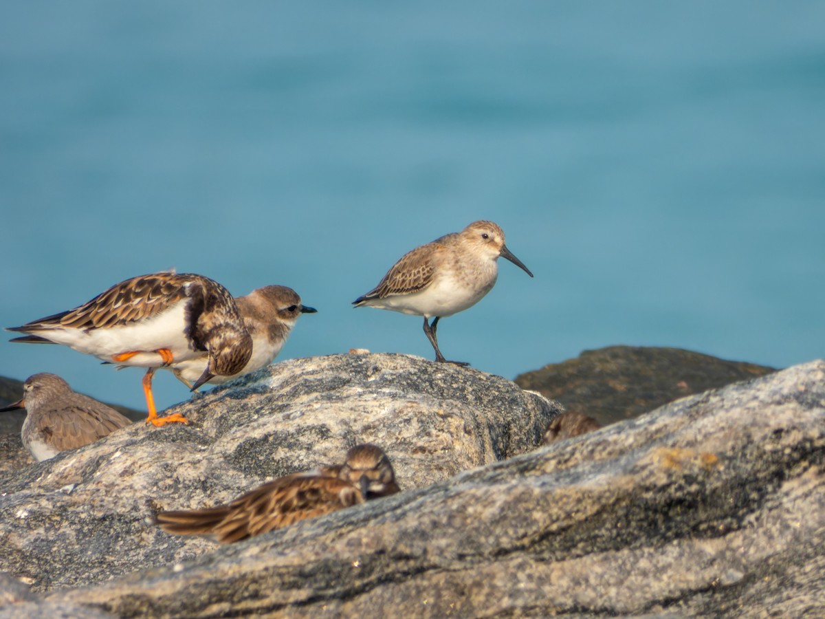 Чернозобик - ML646570901