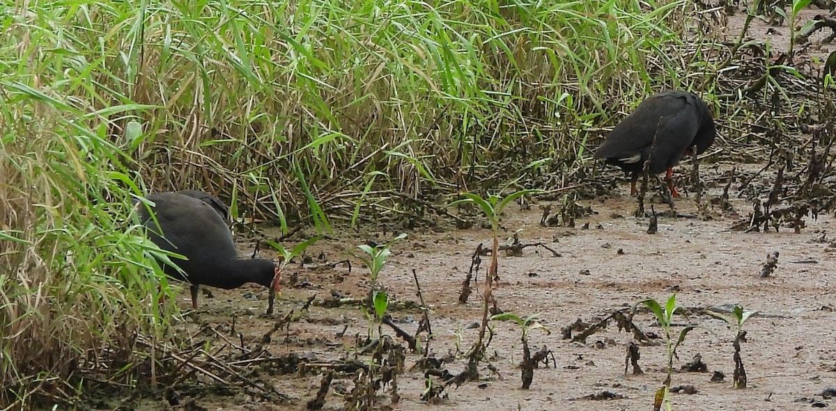 Тёмная камышница - ML646570902