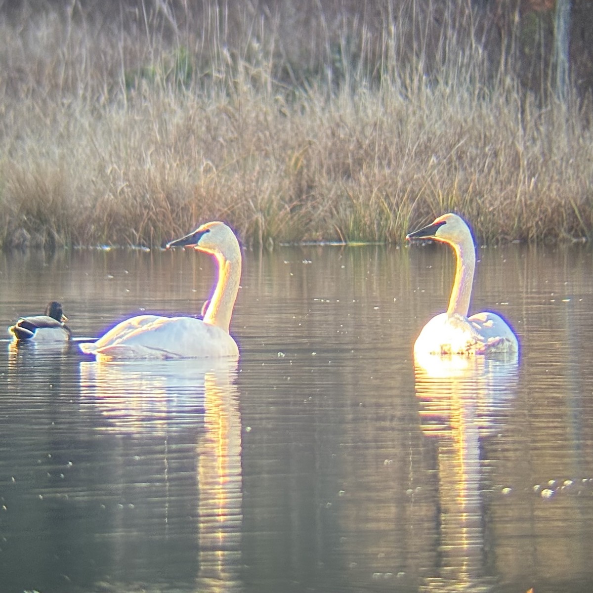 Лебедь-трубач - ML646570905