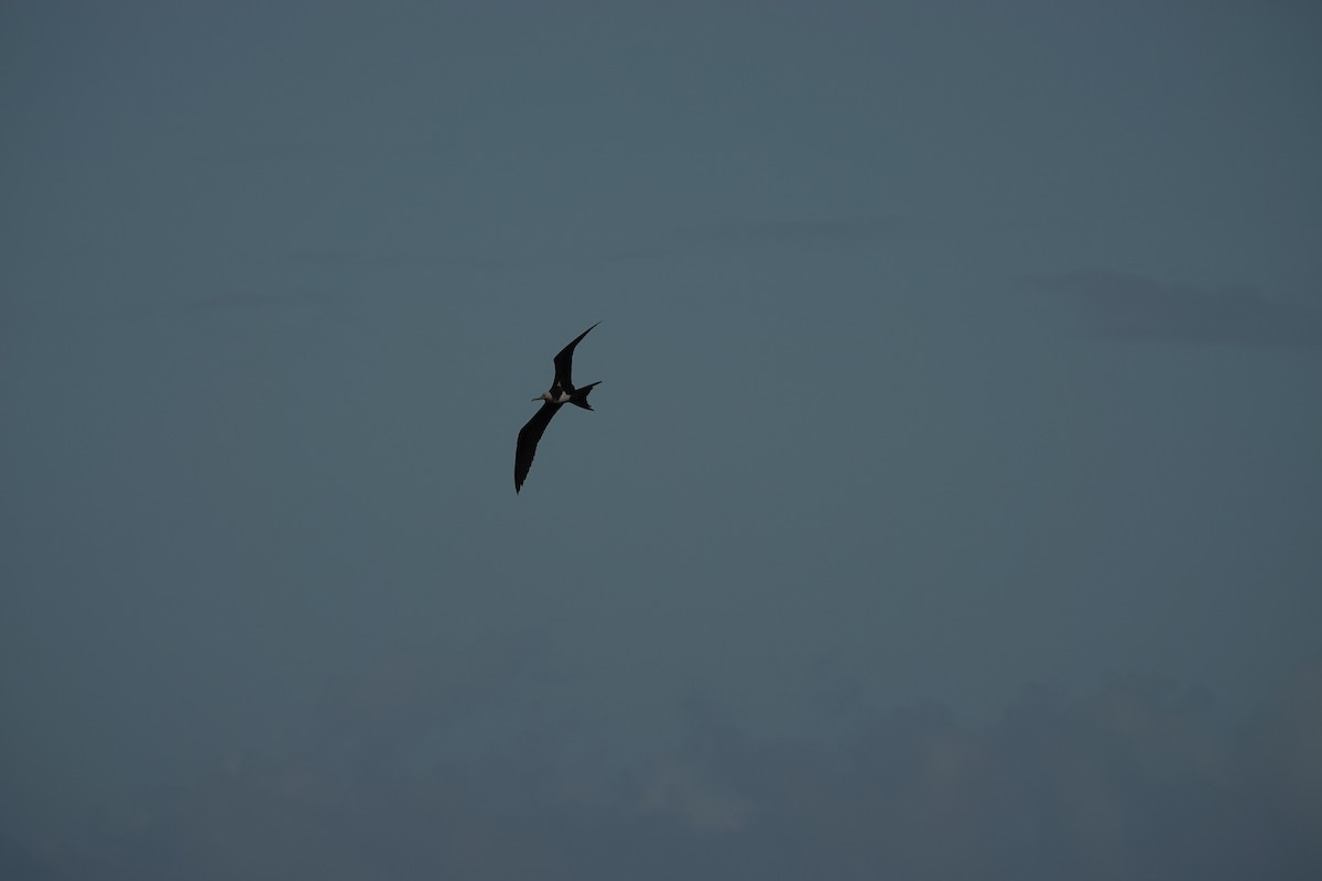 Большой фрегат - ML646570906