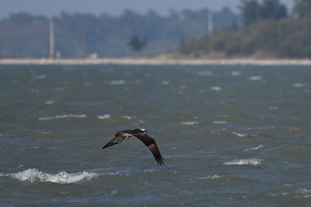 Скопа - ML646570912