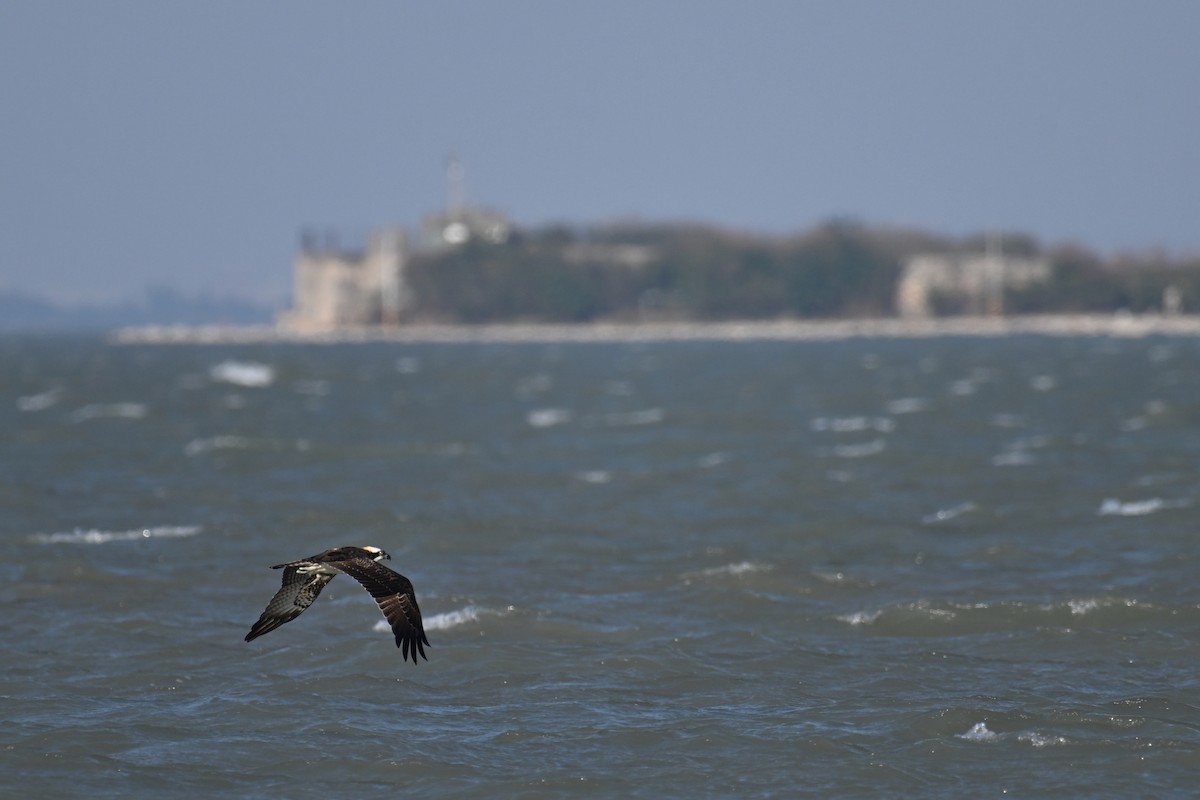 Osprey - ML646570913