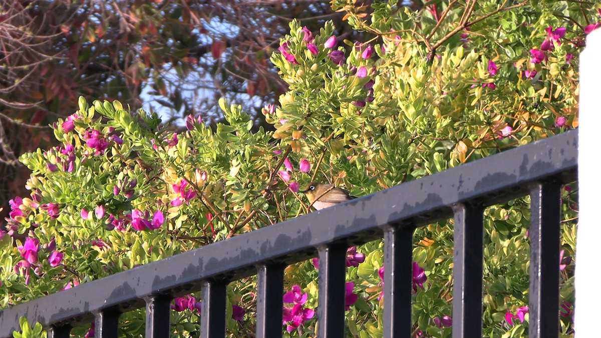 Капская белоглазка - ML646570918