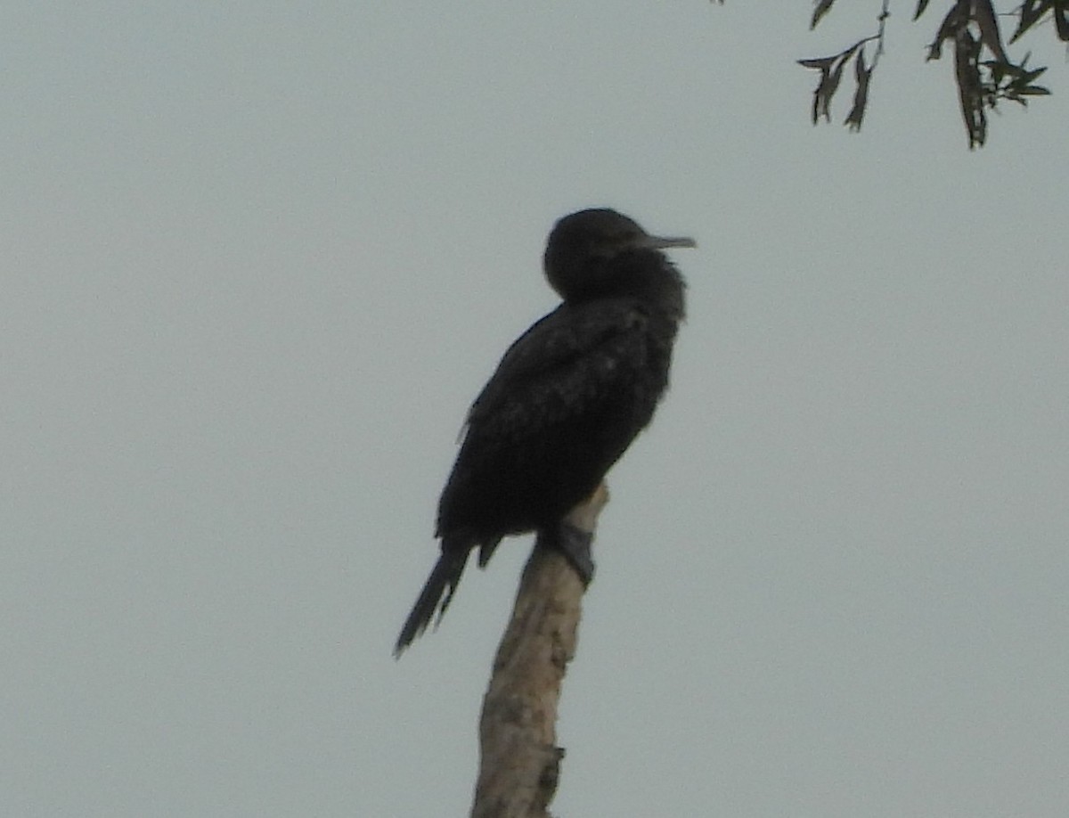 Чёрный баклан - ML646570924