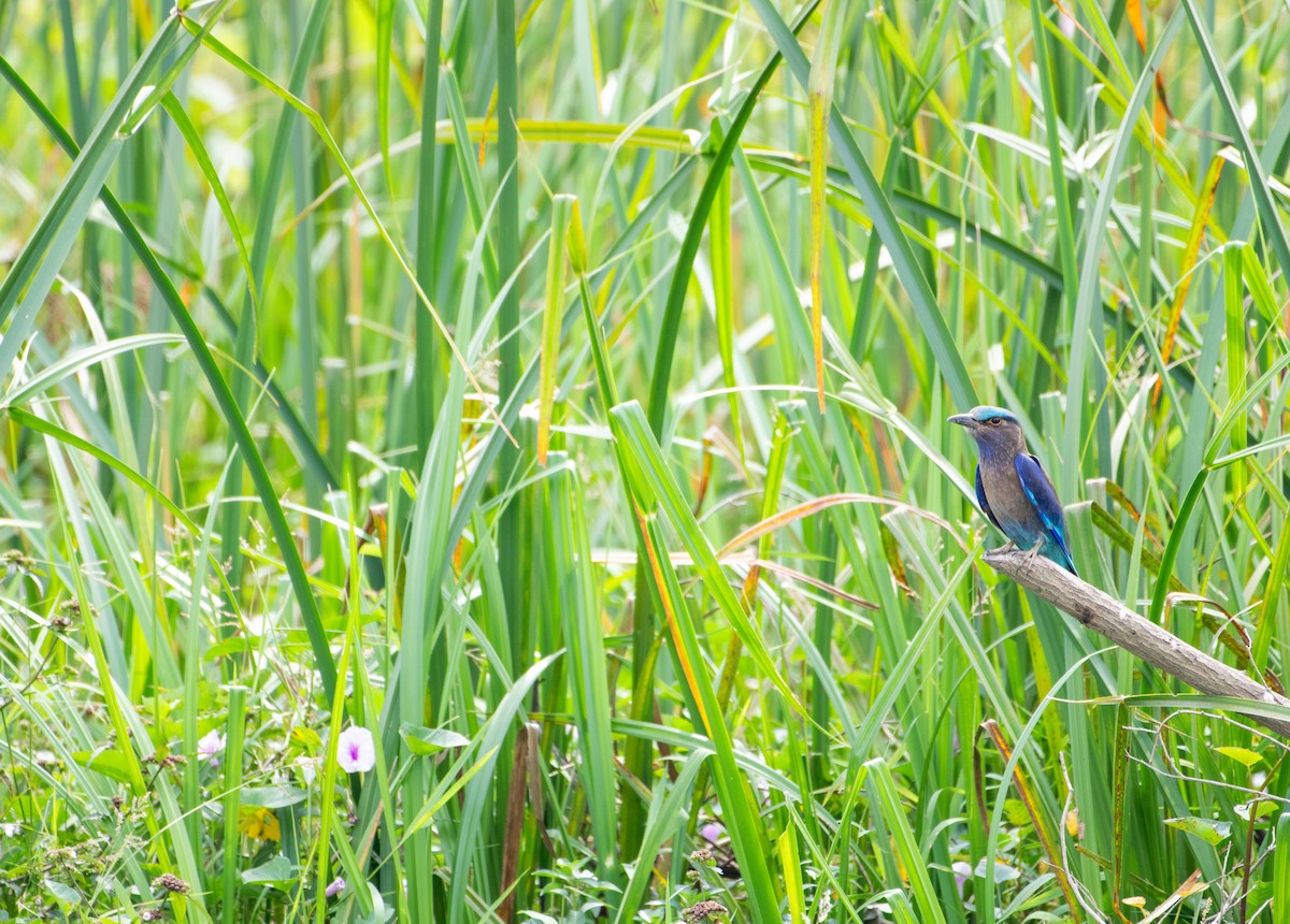 インドシナブッポウソウ - ML646570939