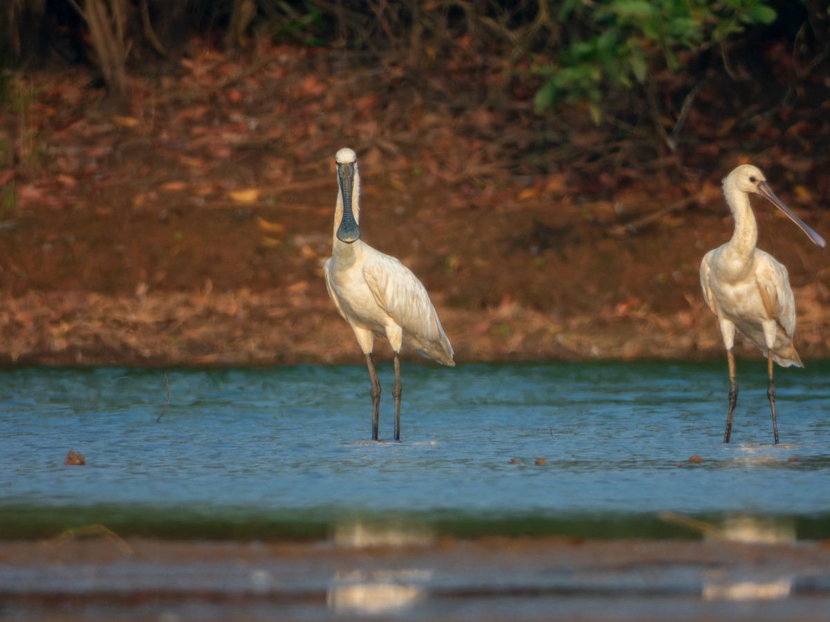 Spatule blanche - ML646570941