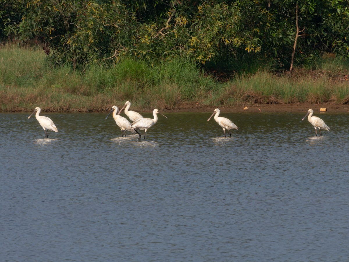 Spatule blanche - ML646570942