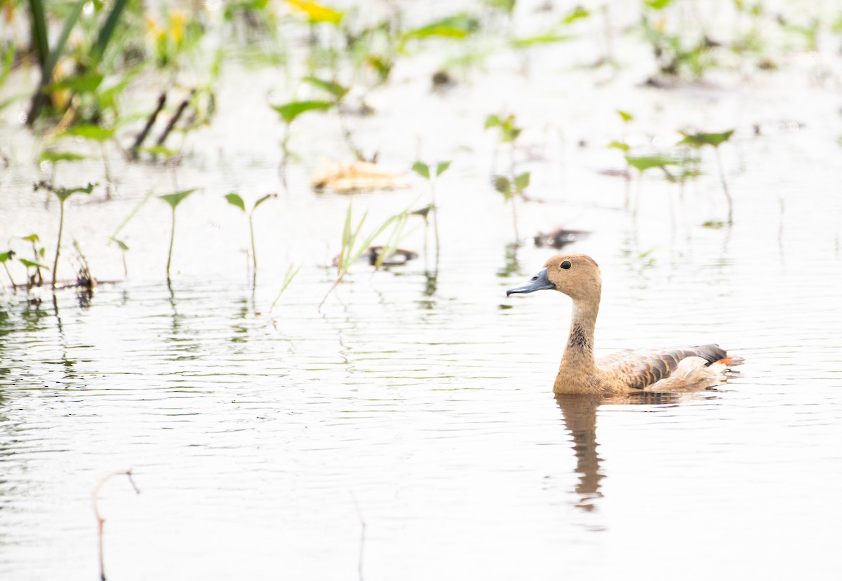 リュウキュウガモ - ML646570943