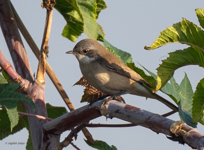 Lesser Whitethroat - ML646570948