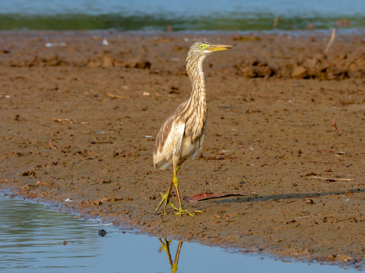 Crabier de Gray - ML646570949