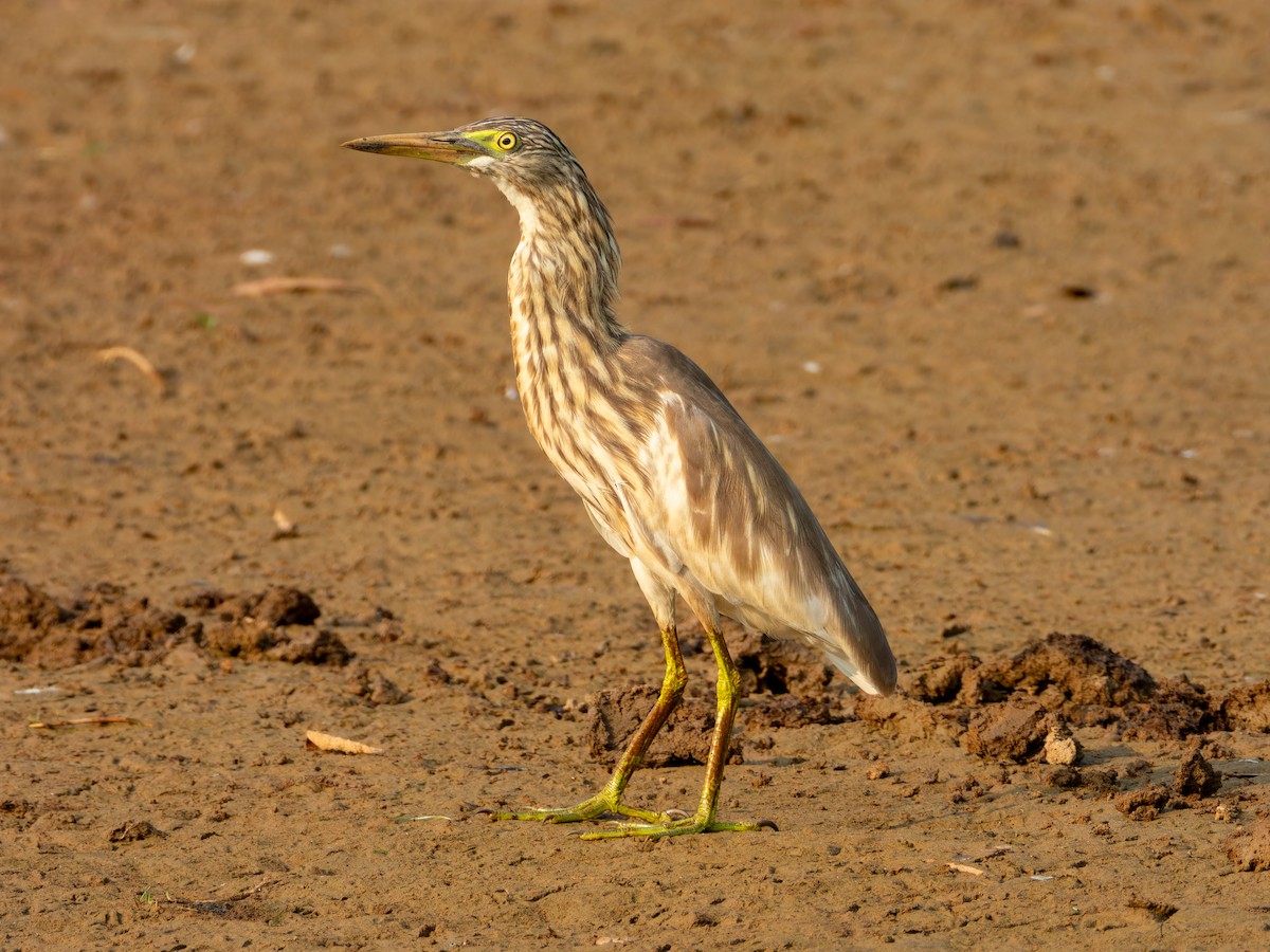 Crabier de Gray - ML646570950