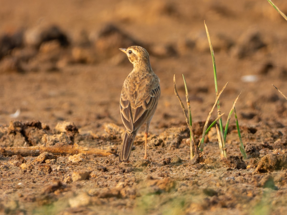 Pipit rousset - ML646570953