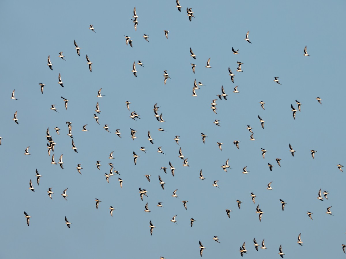 Glaréole lactée - ML646570957