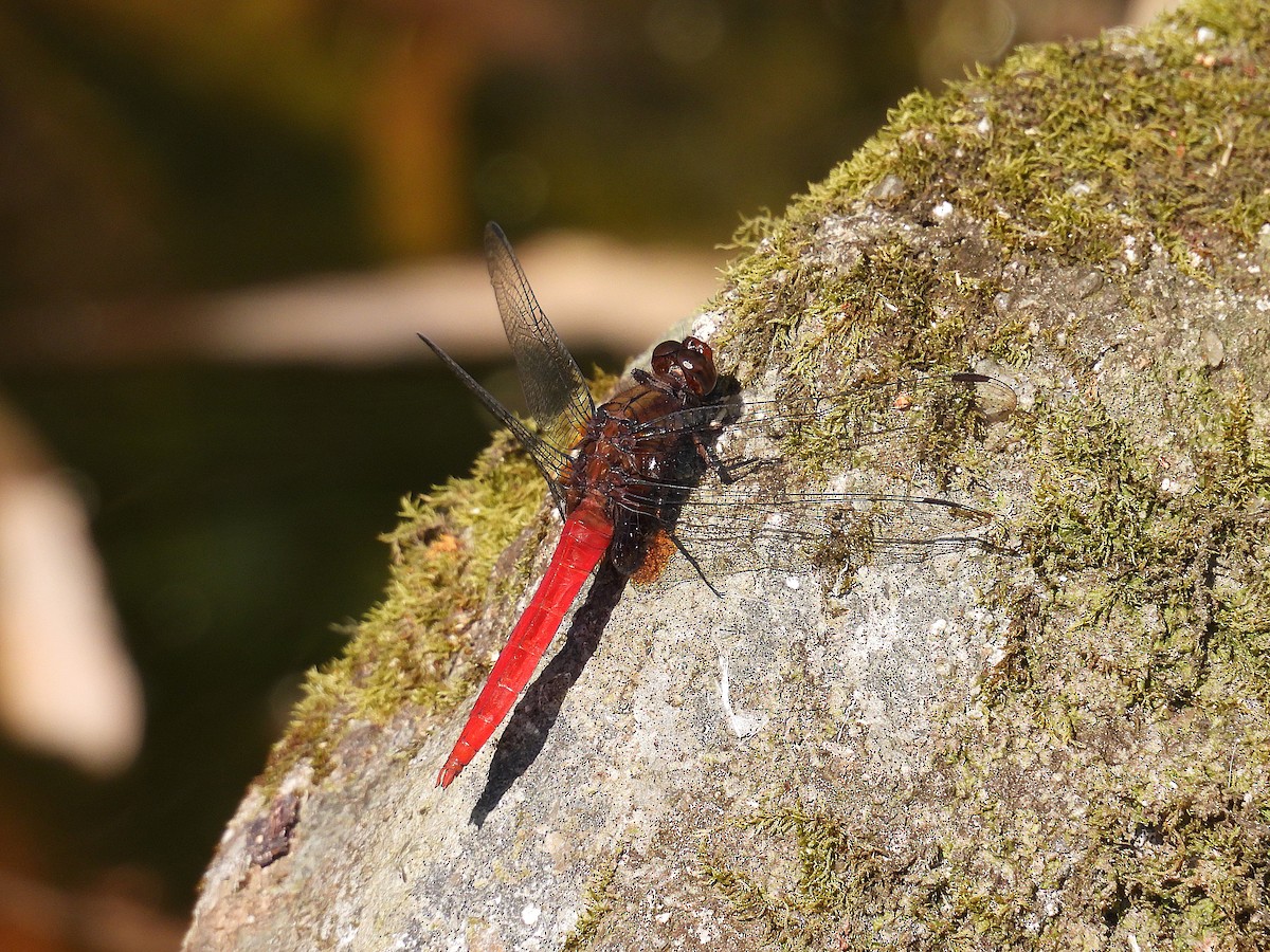 Brown-backed Red Marsh Hawk - ML646570960