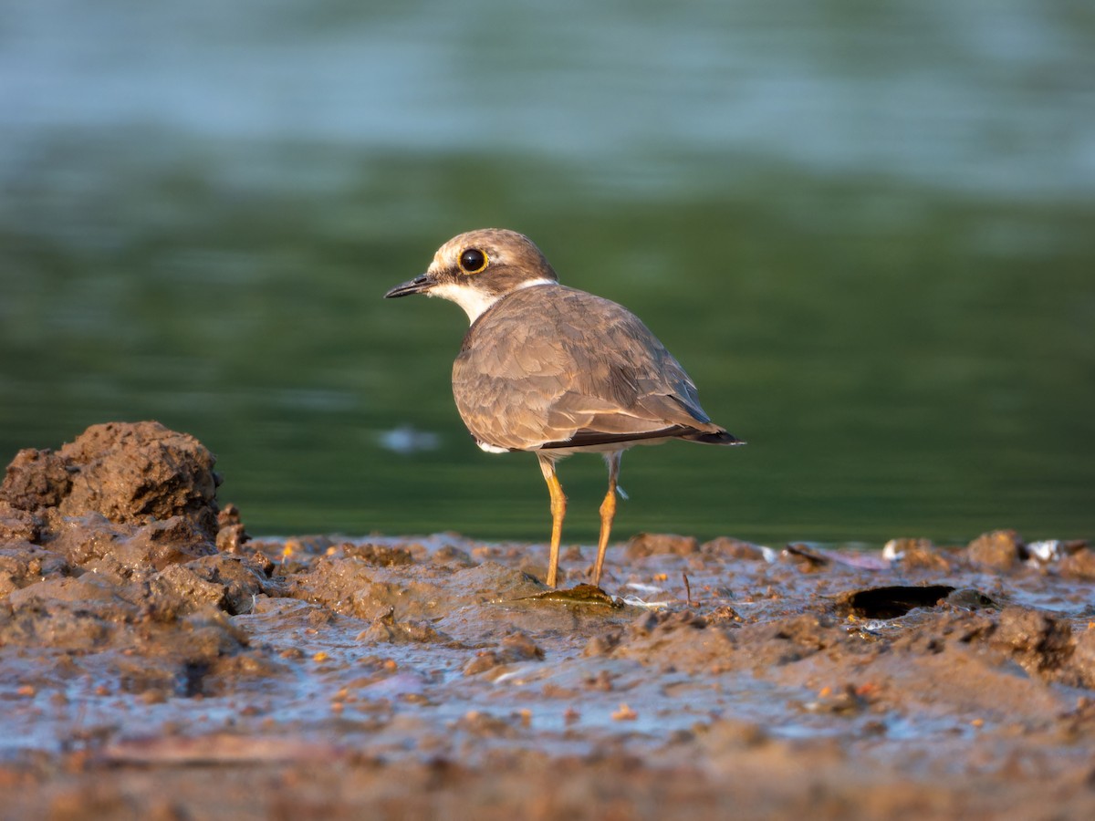 Pluvier petit-gravelot - ML646570962